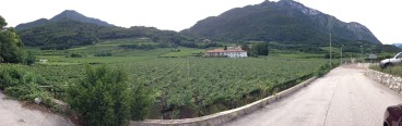 Trento - szőlő